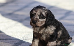 Cockapoo dogs for sale: F1 Cockapoo puppies for sale - Advert 29