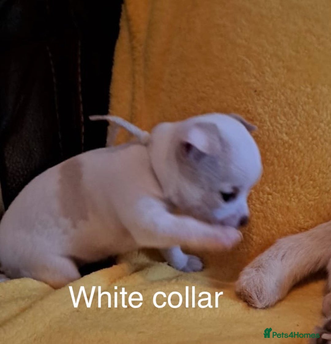 Chihuahua dogs for sale: Beautiful Chihuahua Puppies  - Image 6