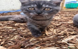 British Shorthair cats for sale: BSH x SF show quality kittens (REDUCED) - Image 24