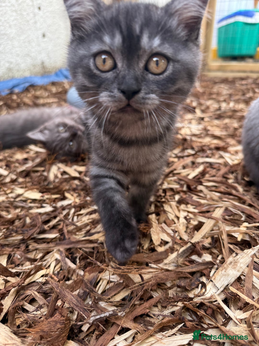 British Shorthair cats for sale: BSH x SF show quality kittens (REDUCED) - Image 24