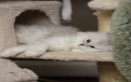 Persian cats for sale: Stunning Chinchilla Persian Kittens 💕 - Advert 7