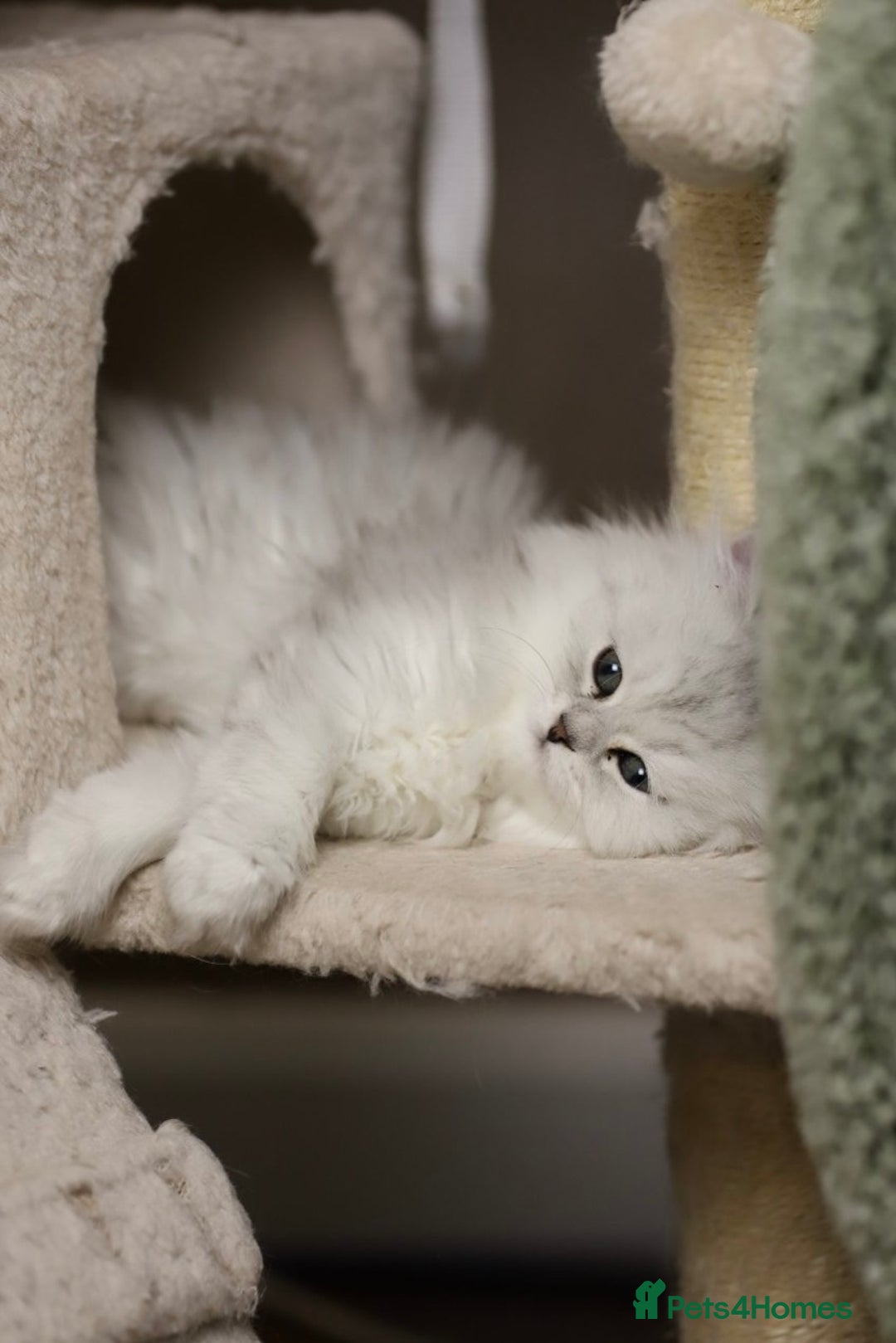 Persian cats for sale: Stunning Chinchilla Persian Kittens 💕 - Advert 7