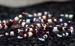 Live Bearers fish for sale: Killifish and Shrimp  - Image 5