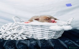 American Bully dogs for sale: Beautiful American Bully Pups  - Image 16