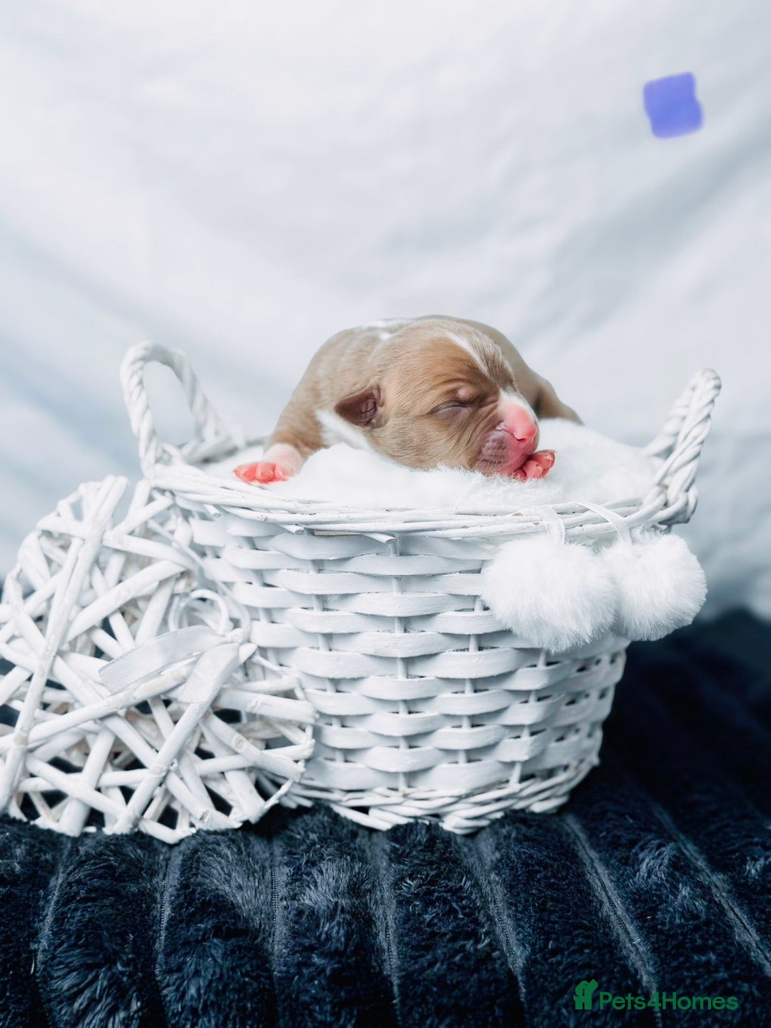 American Bully dogs for sale: Beautiful American Bully Pups  - Image 16