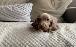 Dachshund dogs for sale: 🌈🌈rainbow litter 🌈🌈 - Image 7