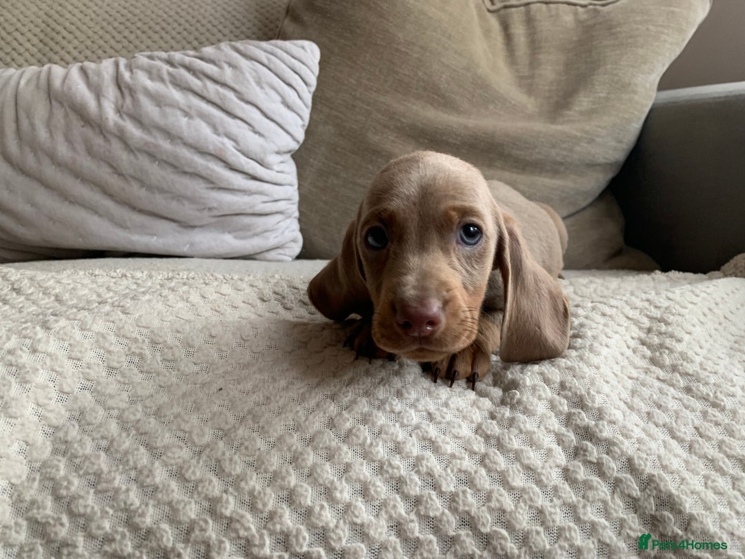 Dachshund dogs for sale: 🌈🌈rainbow litter 🌈🌈 - Image 7