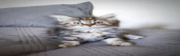 Siberian cats for sale: 🐾 Stunning Siberian cross Maine Coon Kittens 🐾 - Advert 16