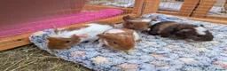 Guinea Pig rodents for sale: Guinea pig baby boars for sale in Felixstowe - Advert 1