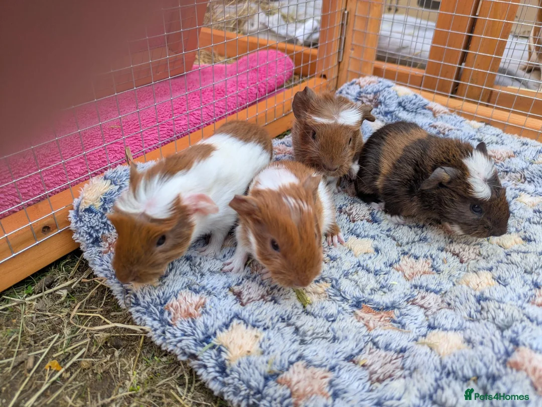 Guinea Pig rodents for sale: Guinea pig baby boars for sale in Felixstowe - Advert 1