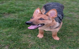 Mixed Breed dogs for sale: 6 month old female German shepherd cross  - Image 1