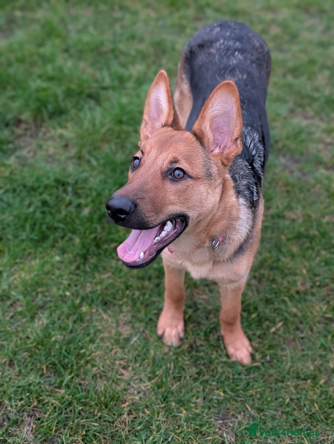 Mixed Breed dogs for sale: 6 month old female German shepherd cross  - Image 1