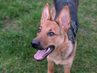 Mixed Breed dogs - Advert 1