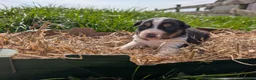 Border Collie dogs for sale: Cracking Litter of Tri Coloured Collies For Sale - Advert 9