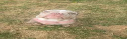 English Bulldog dogs for sale: Merl english bulldog in Huddersfield - Advert 2