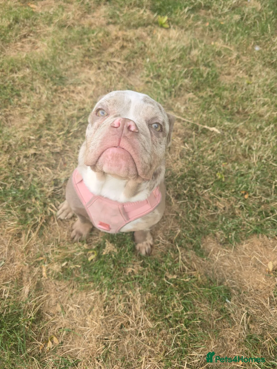 English Bulldog dogs for sale: Merl english bulldog in Huddersfield - Advert 2