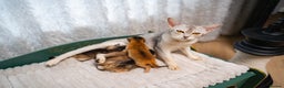 Abyssinian cats for sale: SILVER ABYSSINIAN-Winston-Rare and Exceptional  - Advert 28