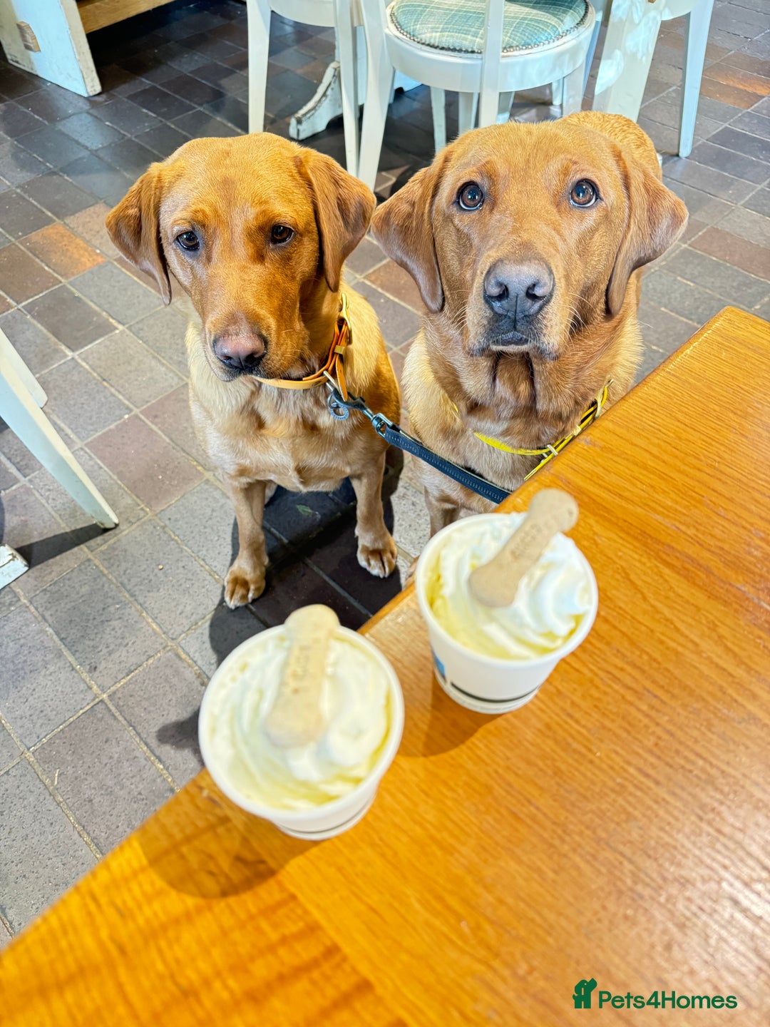 Labrador Retriever dogs for sale: DUE MID-JANUARY. Fox Red Labrador puppies.  - Advert 13