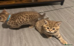 British Shorthair cats for sale: Amazing BSH kittens. READY TO GO!!! - Image 13