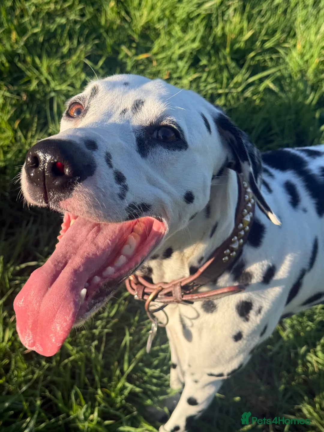 Dalmatian dogs for sale: Purdy  - Advert 1