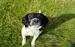 English Springer Spaniel dogs for stud: Black and white springer spaniel for stud  - Image 5
