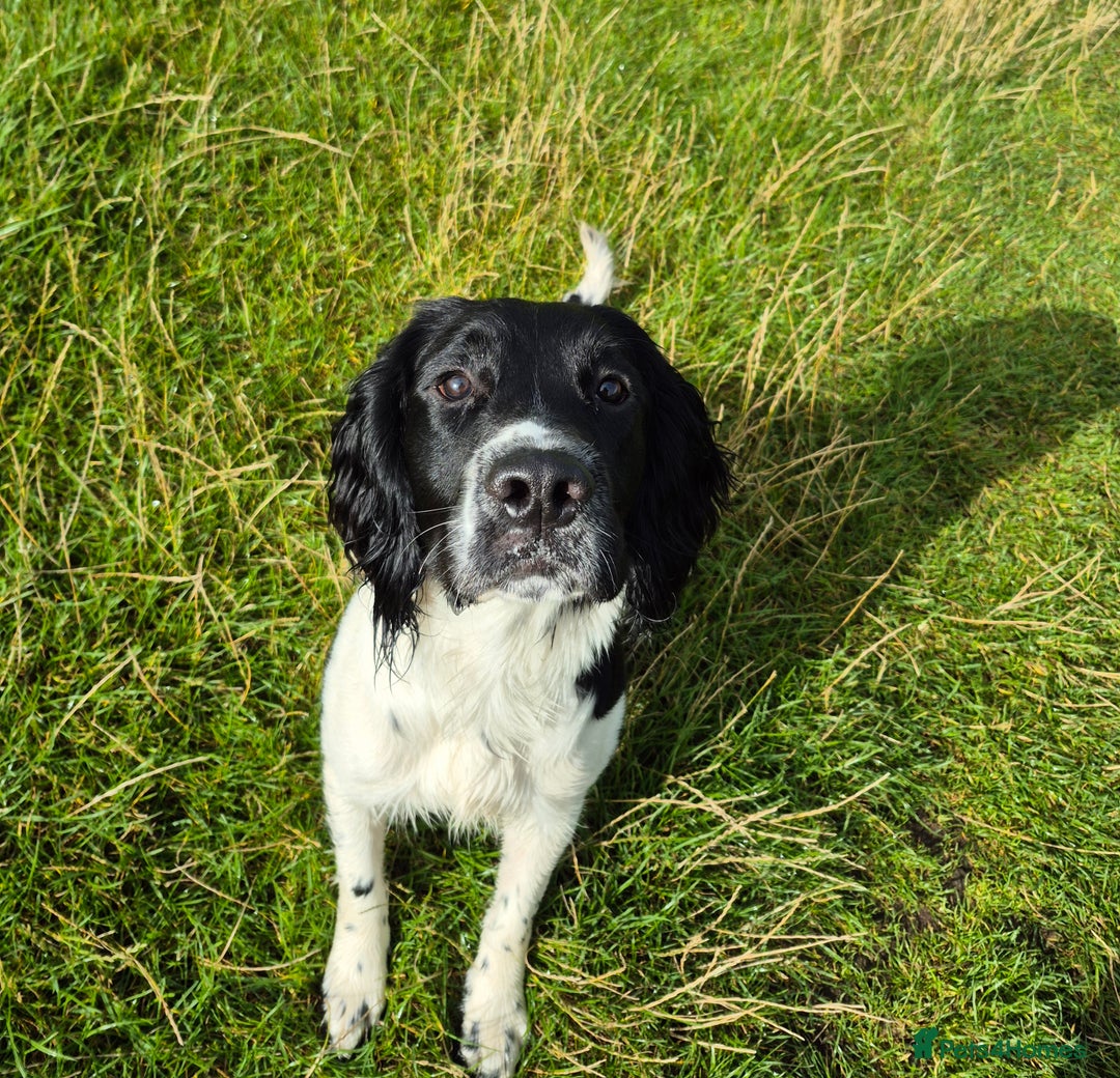 English Springer Spaniel dogs for stud: Black and white springer spaniel for stud  - Image 5