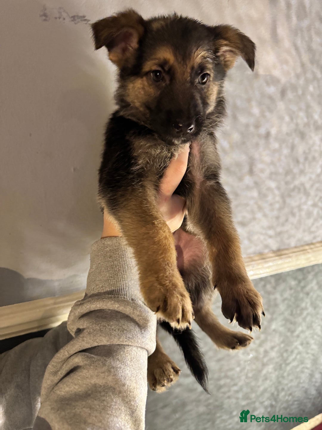 German Shepherd dogs for sale: Ready to meet your new best friend  - Advert 14