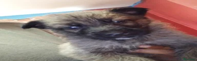German Shepherd 1
