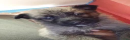 German Shepherd dogs for sale: 4 German shepherd puppies  - Advert 7