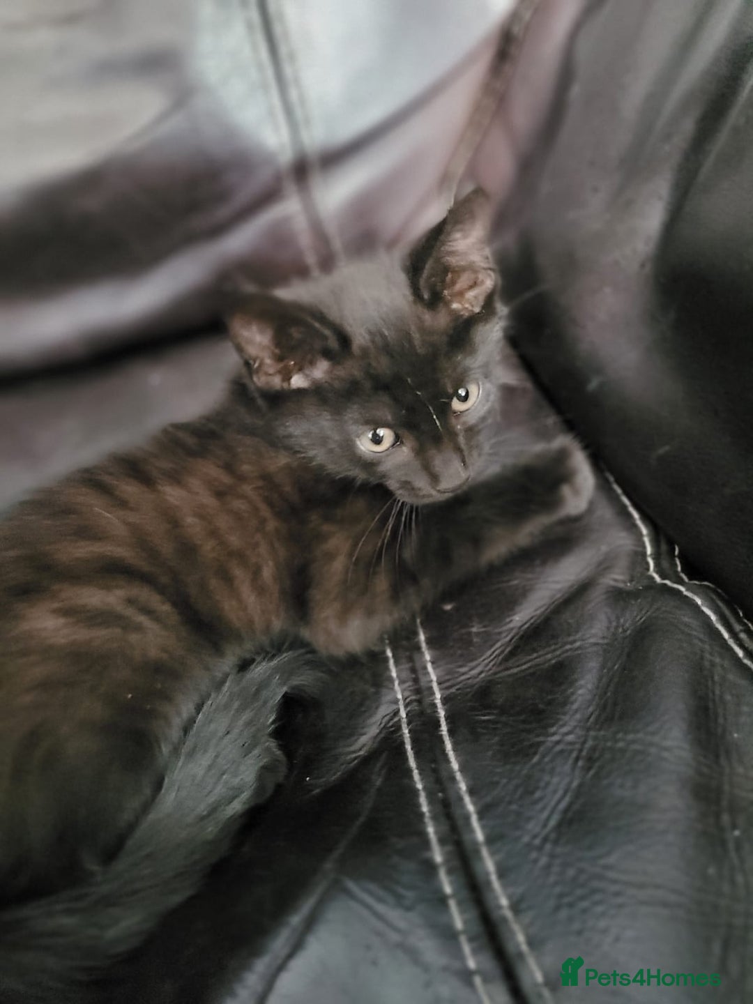 British Shorthair cats for sale: Beautiful kittens for sale  - Image 3