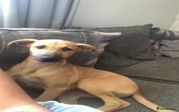 Mixed Breed dogs for sale: Whippet dear hound collie  - Image 4