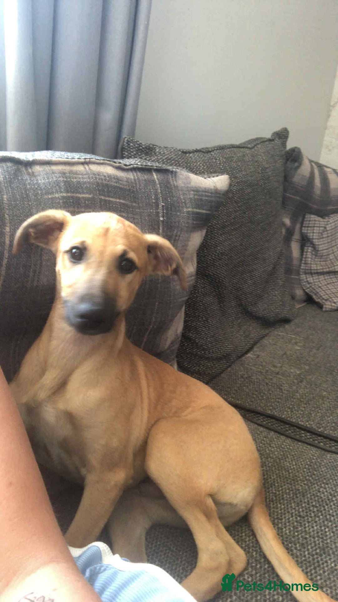 Mixed Breed dogs for sale: Whippet dear hound collie  - Image 4