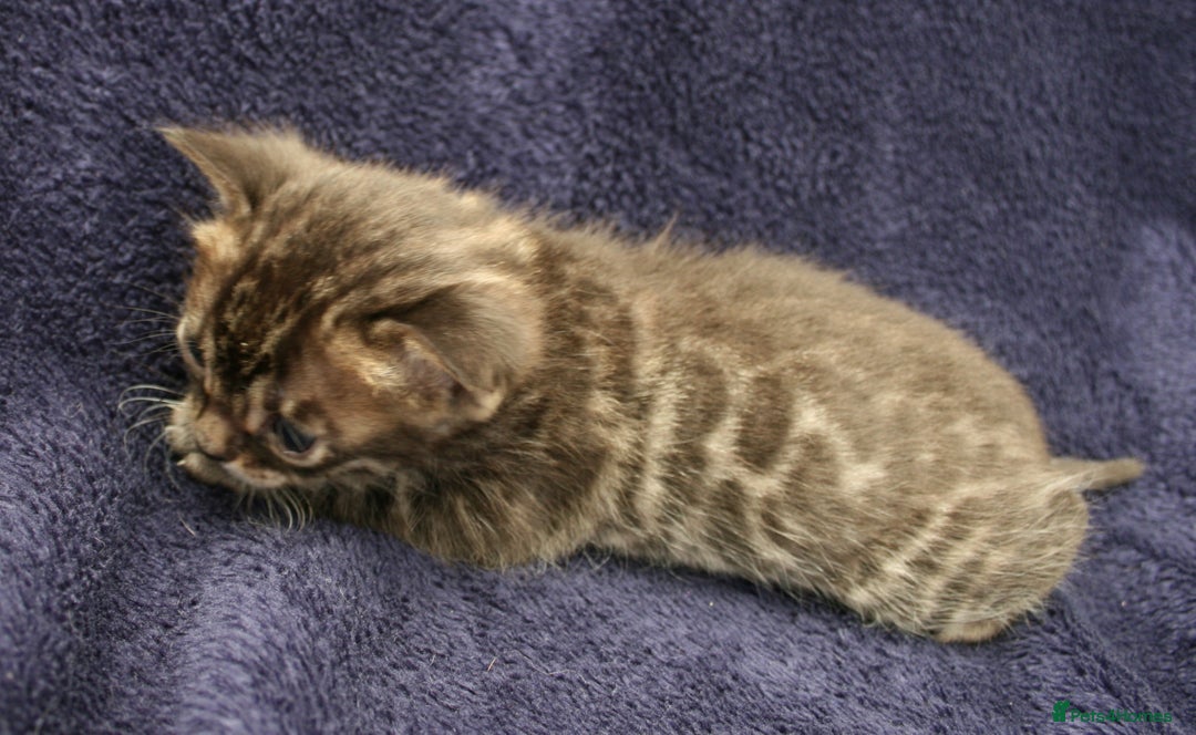 Bengal cats for sale: TICA Registered Bengal Kittens–Ready Nov 2025 🐾 - Image 28