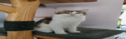 Maine Coon cats for sale: Amazing Jasmine😍😍  - Advert 4