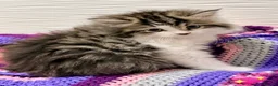 Mixed Breed cats for sale: 💖 MAINE COON X RAGDOLL *PARENTS HEALTH TESTED* 💖 - Advert 9