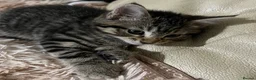 Mixed Breed cats for sale: 6 Lovely Kittens for sale  - Advert 11