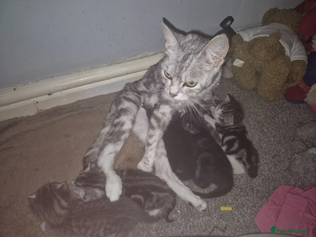 Russian Blue cats for sale: Stunning mixed kittens for sale  - Advert 1