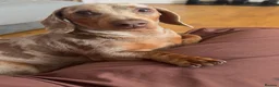 Miniature Dachshund dogs for stud: Isabella & tan miniature Dachshund stud  - Advert 6
