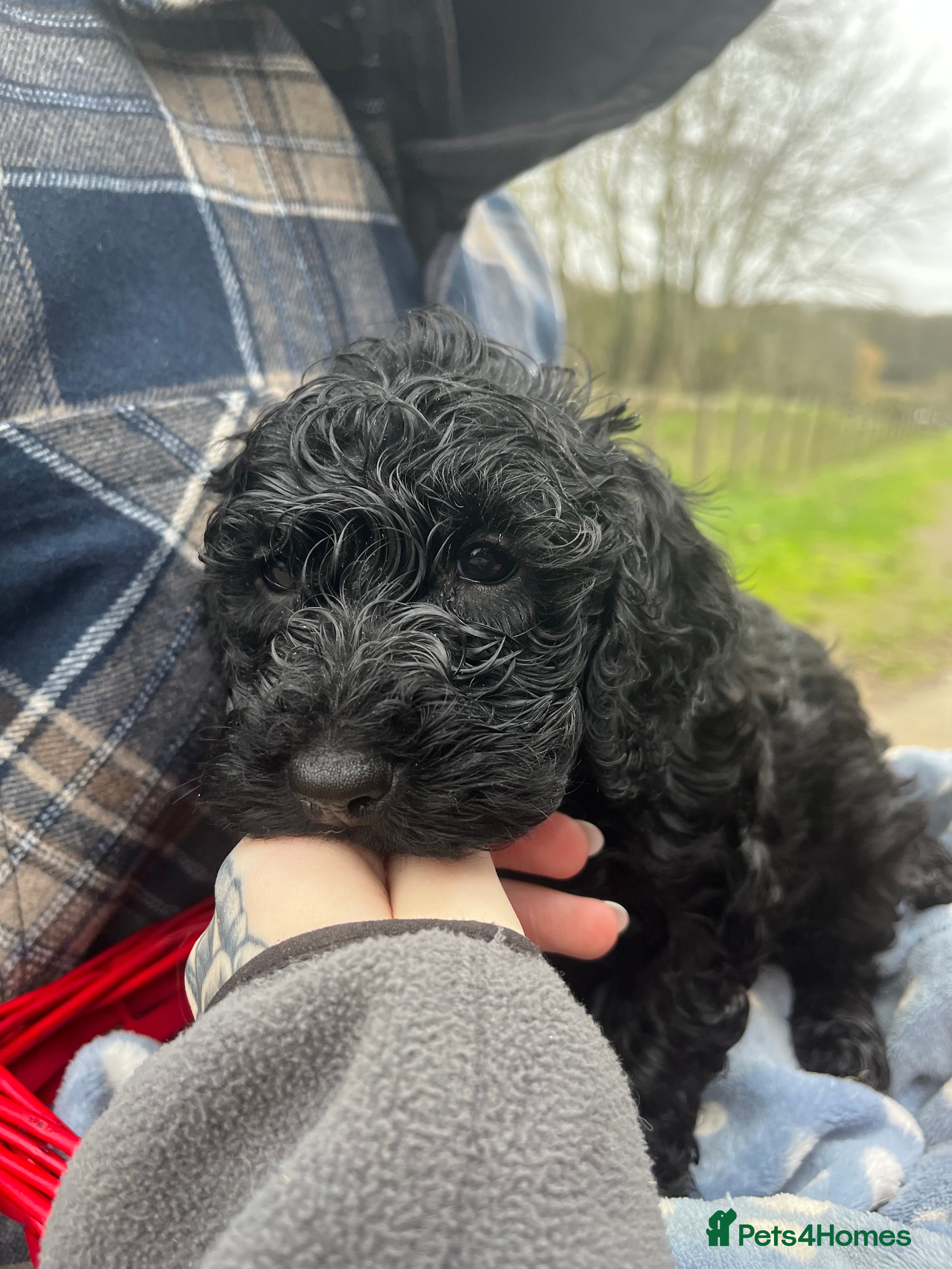 Cockapoo dogs *READY TO GO* Three beautiful black cockapoos - Advert 1