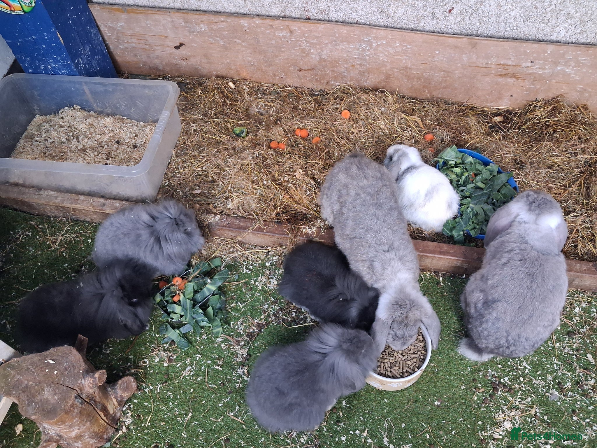 French Lop rabbits French lop bunnies - Advert 10