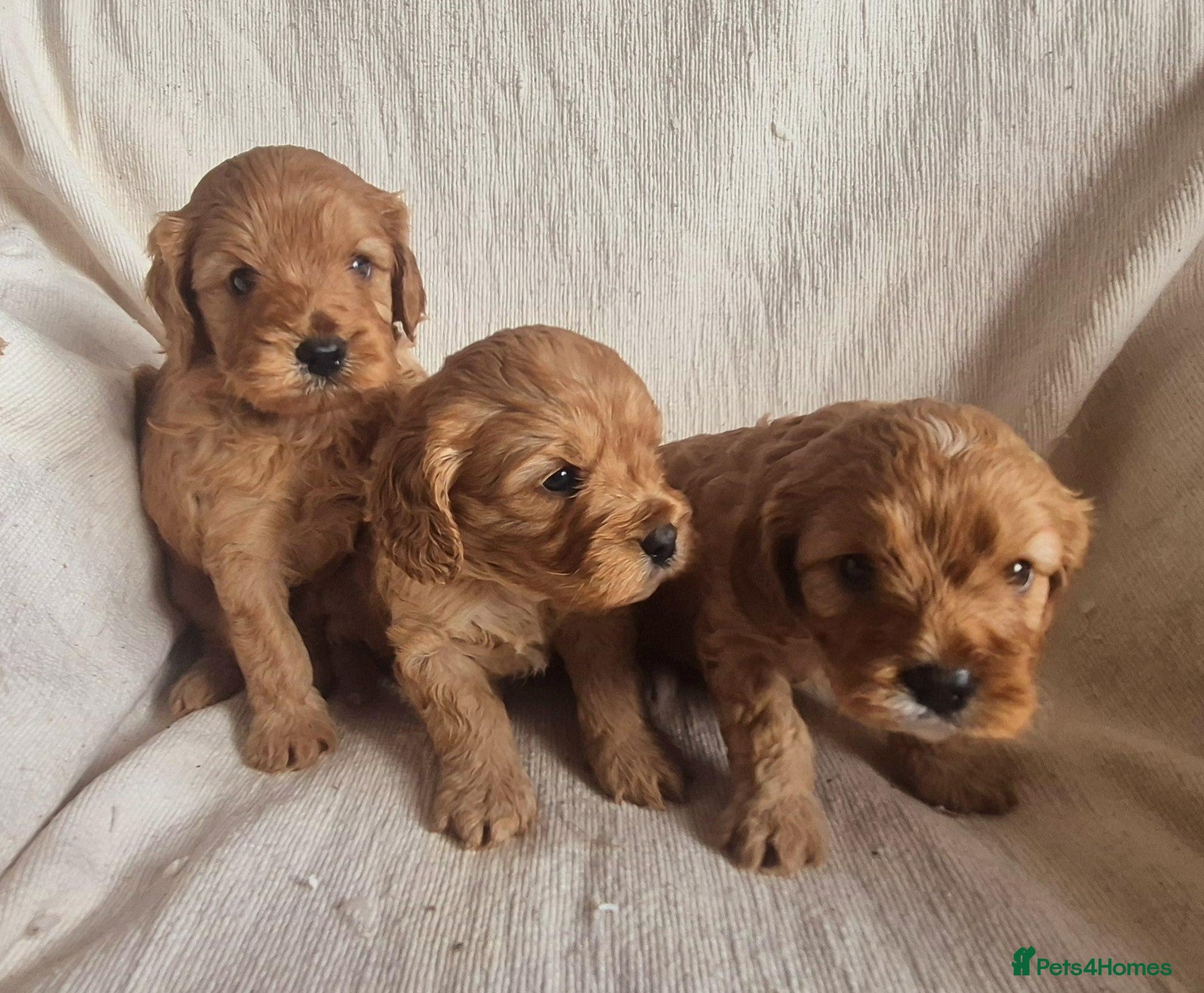 Cavapoo dogs Stunning Health Tested Ruby Red Cavapoo puppies - Advert 1