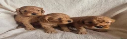 Cavapoo dogs for sale: Stunning Health Tested Ruby Red Cavapoo puppies - Advert 1
