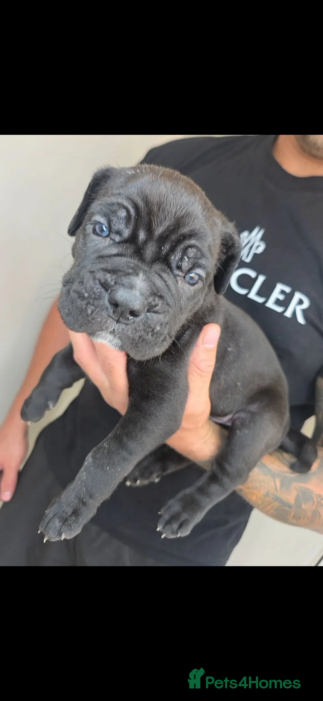 Cane Corso dogs for sale: Absolutely stunning huge cane corso puppies  in King's Lynn - Advert 10