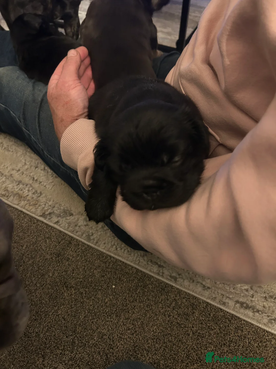 French Bulldog dogs for sale: Fluffy French bulldog puppies, 1 boy, 2 girls - Advert 6