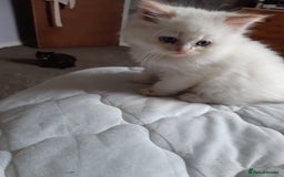Ragdoll cats for sale: Ragdoll/Persian kittens - Image 6