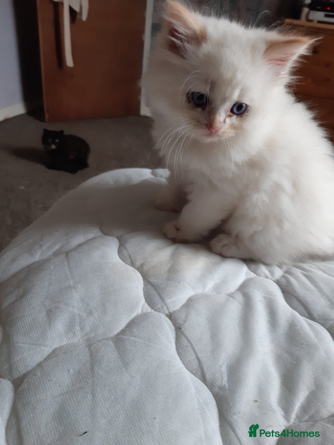 Ragdoll cats for sale: Ragdoll/Persian kittens - Image 6