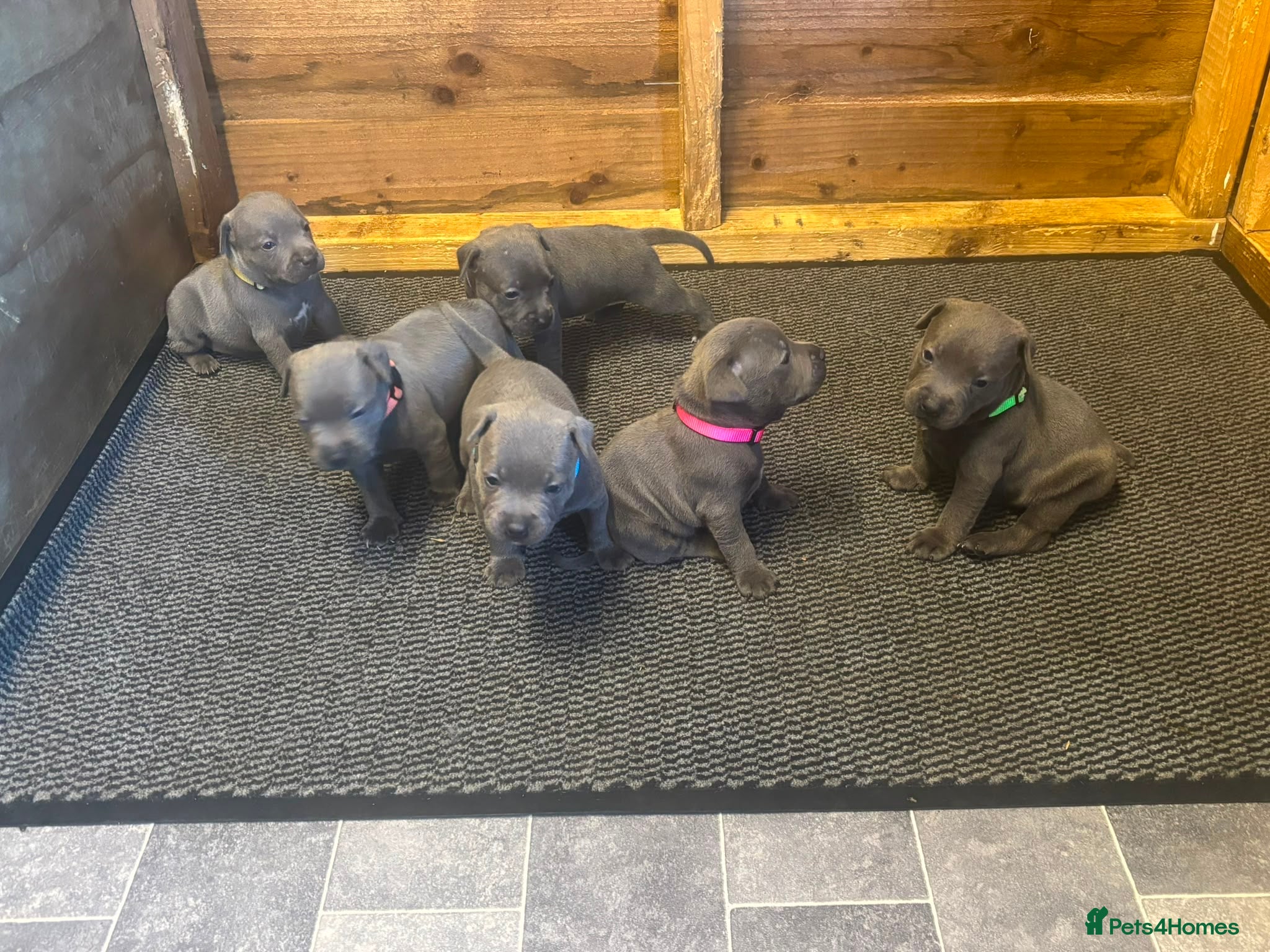Staffordshire Bull Terrier dogs Staff puppies  - Advert 2