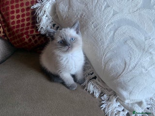 Persian cats cute 9wk old adorable bundle of joy Persian kitten - Advert 13