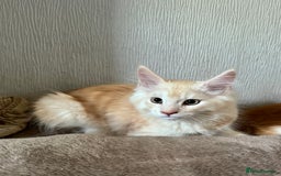 Maine Coon cats for sale: Ready now Maine Coon large Boys GCCF - Image 12