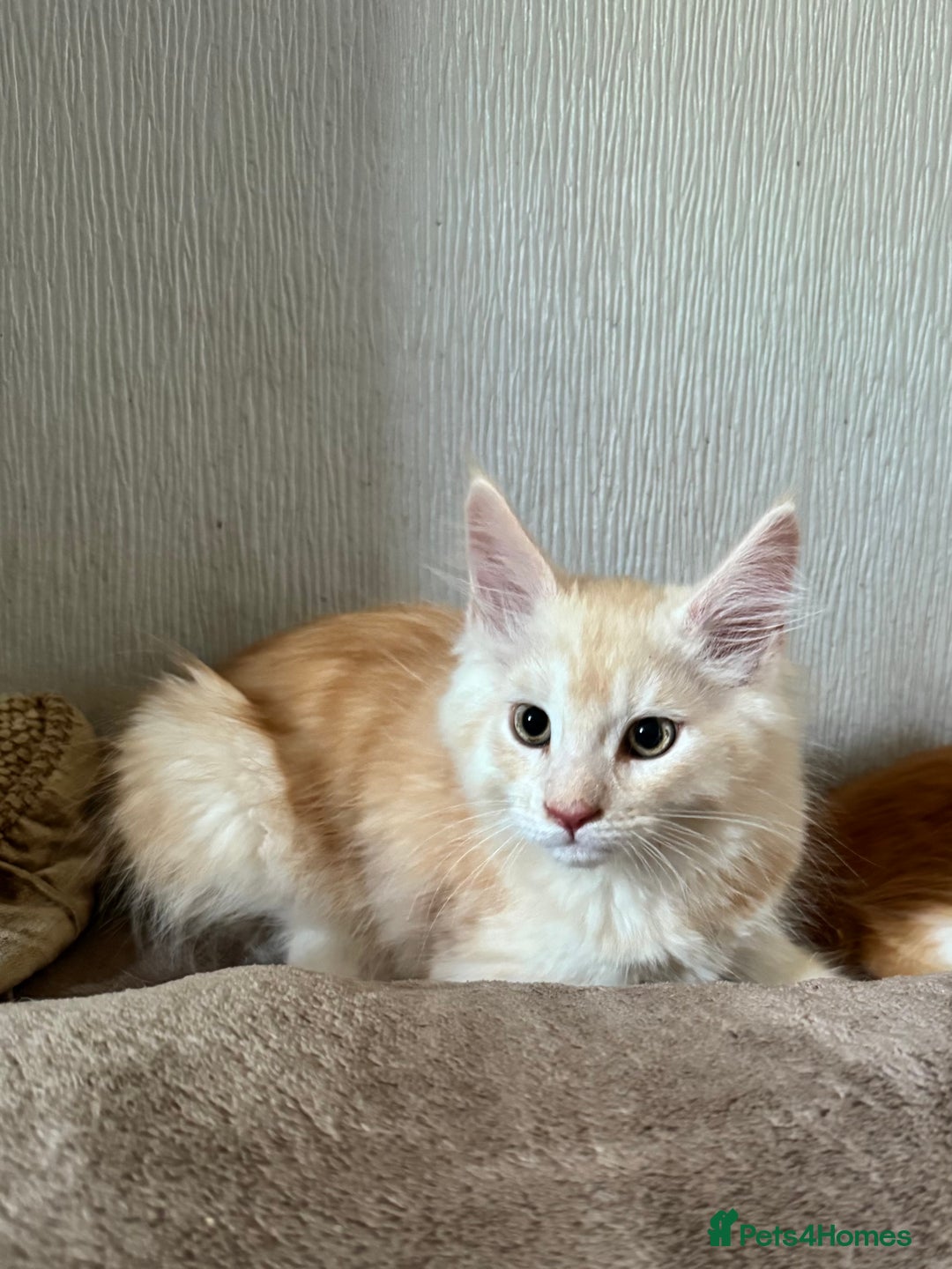 Maine Coon cats for sale: Ready now Maine Coon large Boys GCCF - Image 12
